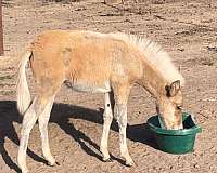 dunalino-pony-for-sale