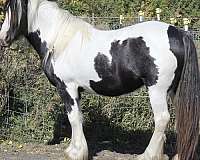 bay-ghra-filly-mare