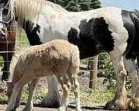 piebald-ghra-filly-mare