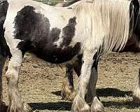ghra-filly-mare
