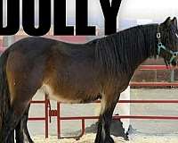 homozygous-gypsy-vanner-pony
