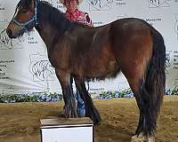 bay-homozygous-pony