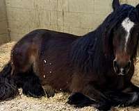 bay-homozygous-black-pony