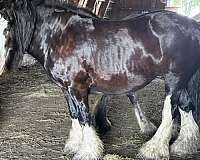 blue-eyed-gypsy-vanner-pony