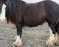 breeding-gypsy-vanner-pony
