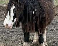 draft-gypsy-vanner-pony