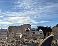 grey-started-un-horse