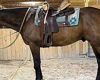pleasure-trail-warmblood-horse