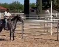 quarter-horse-for-sale