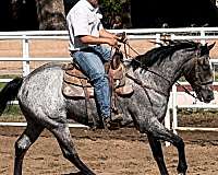 quarter-horse-gelding