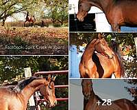 bay-arabian-mare
