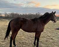 all-around-thoroughbred-horse
