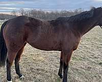 beginner-thoroughbred-horse