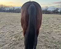 breeding-thoroughbred-horse