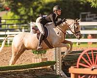 four-socks-star-pony