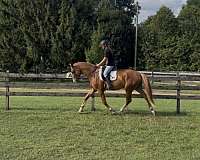 hanoverian-horse-for-sale