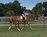 hanoverian-horse