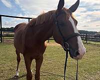 hanoverian