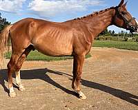 hanoverian-gelding