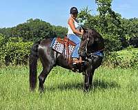 show-horse-kentucky-mountain