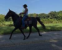 versatile-horse-kentucky-mountain