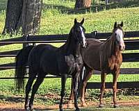 sidesaddle-kentucky-mountain-horse