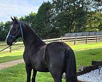 versatile-horse-gelding