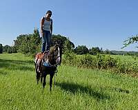 see-pictures-horse