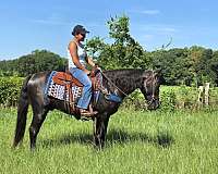 black-see-pictures-horse