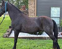 gaited-kentucky-mountain-horse