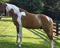 safe-trail-horse-spotted-saddle