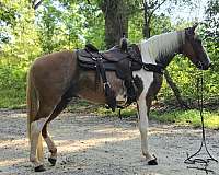 sidesaddle-spotted-saddle-horse