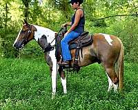 missouri-fox-trot-horse