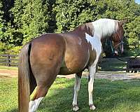 missouri-fox-trot-gelding