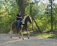 see-pictures-horse