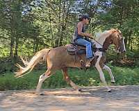 tobiano-see-pictures-horse