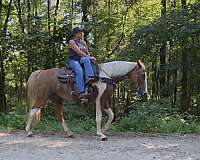 spotted-saddle-horse