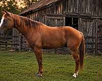 versatile-horse-quarter