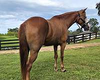 blue-eye-horse-gelding