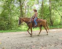 sorrel-classical-horse