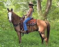 see-pictures-horse