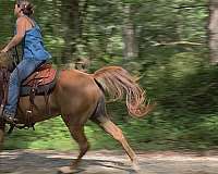 sorrel-see-pictures-horse