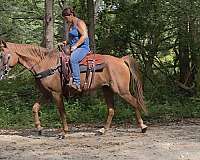 quarter-horse
