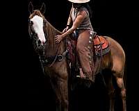 bald-face-quarter-horse