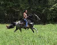tobiano-see-pictures-horse