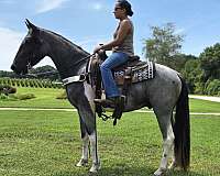 gaited-horse-spotted-saddle