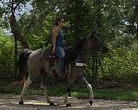 trail-gaited-horse-spotted-saddle