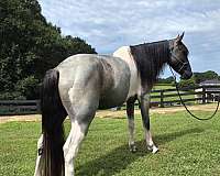 family-horse-spotted-saddle