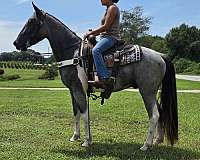 husband-safe-horse-spotted-saddle