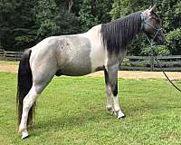trained-gaited-horse-spotted-saddle